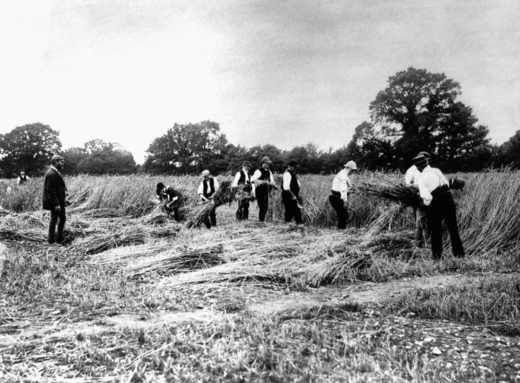 Broadbalk harvest  - 1880