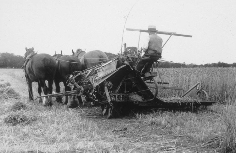 Horse harvest - 1935