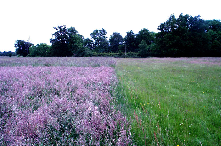 Park Grass 2d and 12d - 09 JUNE 2005