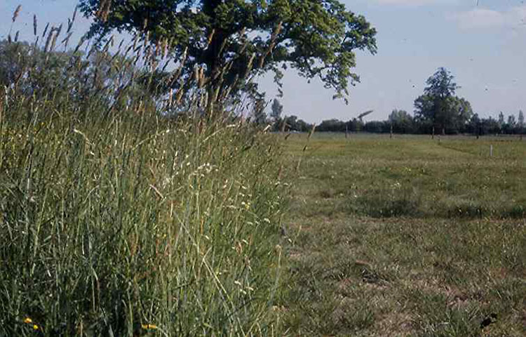 Park Grass May 1990 Plot 14